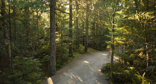 Cap de Bon-Désir Interpretation and Observation Centre Trail: A gravel path that leads into the forest.