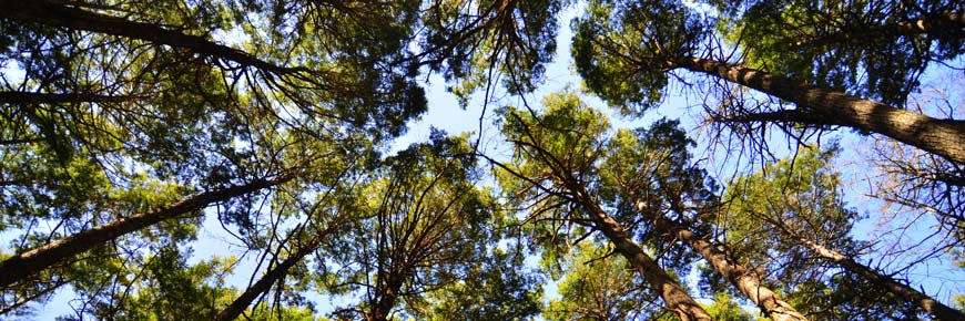 View of the tree tops from the ground.