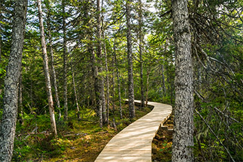 Promenade en planches de bois dans une forêt.