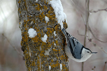 Un oiseau posé sur un arbre en hiver.