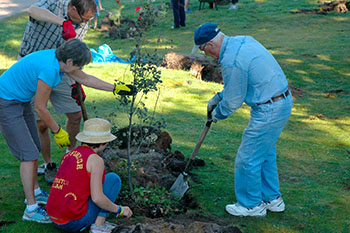 Volunteers planting a tree sapling.