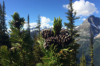 Whitebark pine cones.