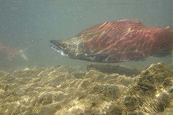 Un saumon kokanee sous l’eau. 