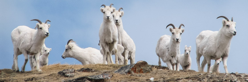 A group of Dall sheep.