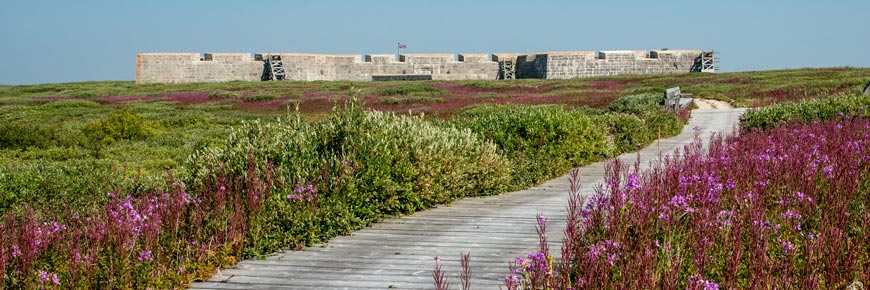 A walking trail leading to Prince of Wales Fort with purple flowers growing along the trail.