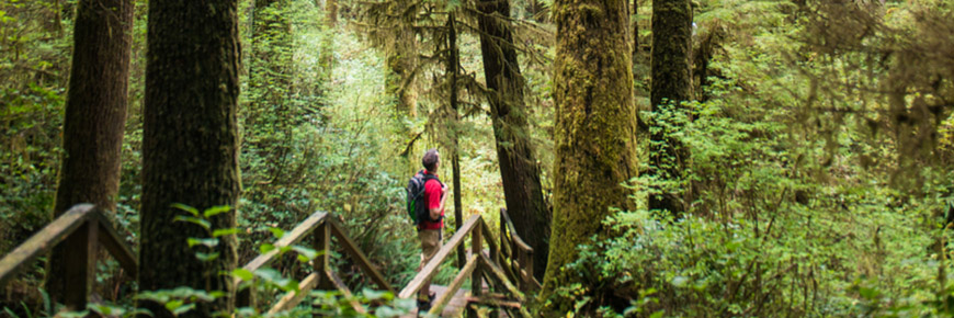Un visiteur parmi les grands arbres de la forêt pluviale au Réserve de parc national Pacific Rim
