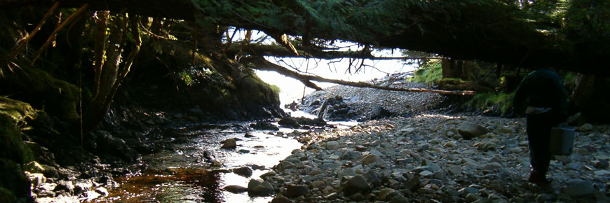 A rocky cove with trees.