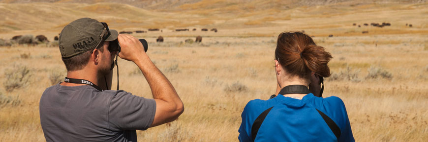 Un couple observe un troupeau de bisons dans le champs.
