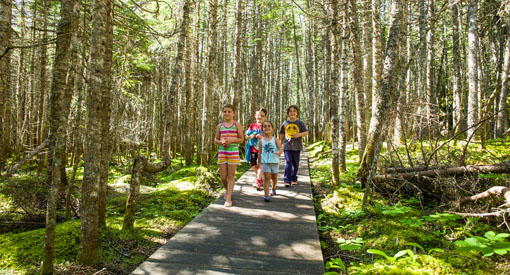 Des visiteurs se baladent dans la forêt boréale sur un trottoir de bois de l’île Quarry.