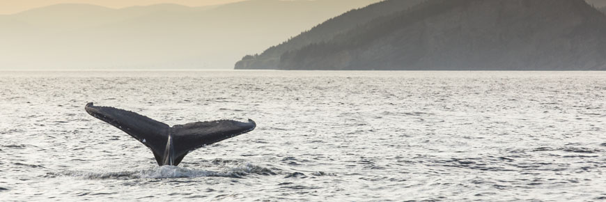 La queue d’une baleine avec les falaises de Cap-Gaspé en arrière-plan.