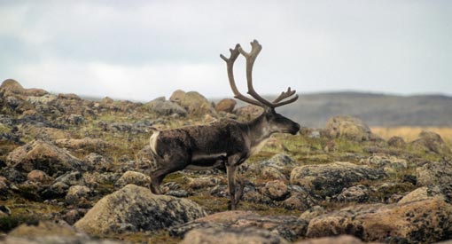 A caribou standing in the plains