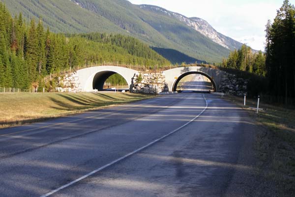 View on the wildlife overpass at Banff National Park