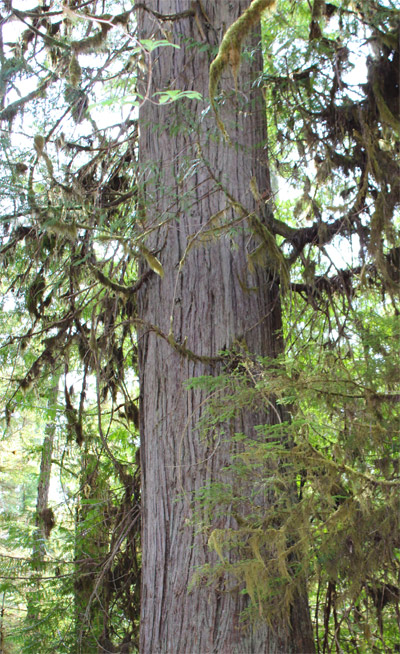 Le sculpteur a choisi cet énorme thuya géant dans la forêt ancienne de Haida Gwaii