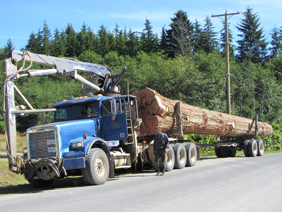 L’arbre a été transporté par camion jusqu’à Skidegate