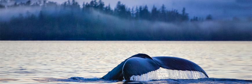A whale’s tail breaching in Gwaii Haanas. Gwaii Haanas National Park Reserve and Haida Heritage Site