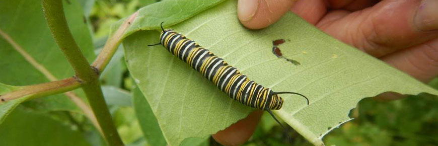 A Monarch caterpillar on milkweed at Fort St. Joseph National Historic Site