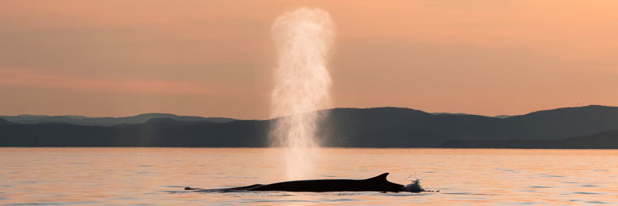 Le dos et le souffle d'une baleine au crépuscule.