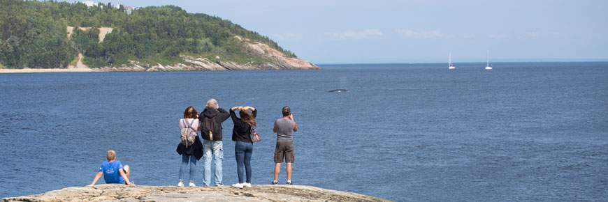 Five people are on the shore watching a minke whale on a sunny day. Two sailboats are sailing in the distance.