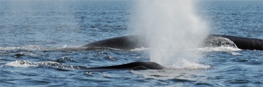 Des baleines en surface expulsent l'air de leur event.