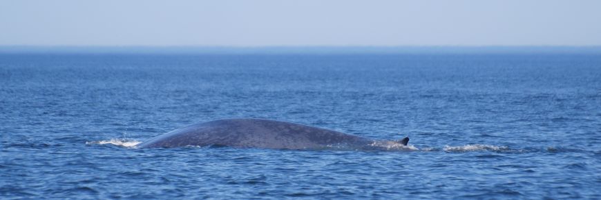 A Blue Whale at the surface.