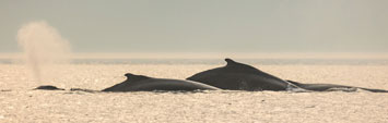 Two humpback whales at the surface at dusk. 