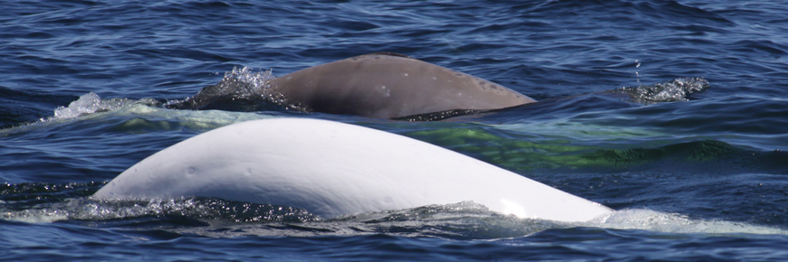 A beluga mother and her calf swim side by side on the surface of the water.