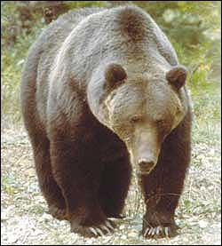 un ours