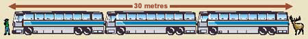 Il est recommandé que vous demeuriez à au moins trois longueurs d'autobus (30 mètres/100 pieds) de distance des gros mammifères et à trois fois cette distance (100 mètres/325 pieds) des ours.