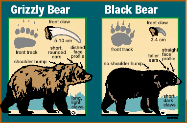 Grizzly Bear - Black Bear comparison