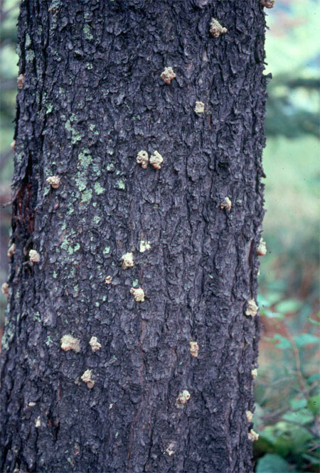 photo showing sap or “pitch” leaking from a tree where beetles have bored through the bark.