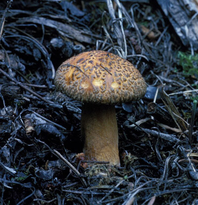 photo shows an orange mushroom