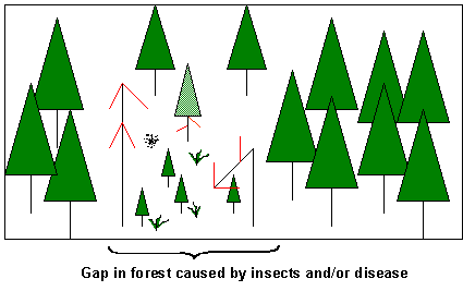 Graphic showing a gap in the forest caused by insects and/or disease