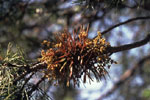Dwarf mistletoe on lodgepole pine