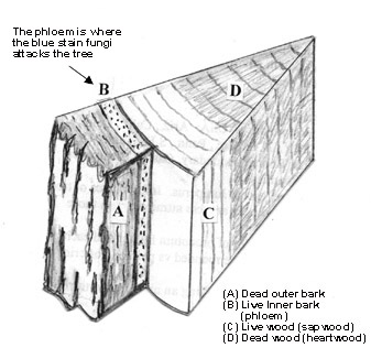 a diagram of a tree wedge showing the dead outer bark, the live inner bark (or phloem), the live wood (or sapwood) and dead wood (or heartwood)