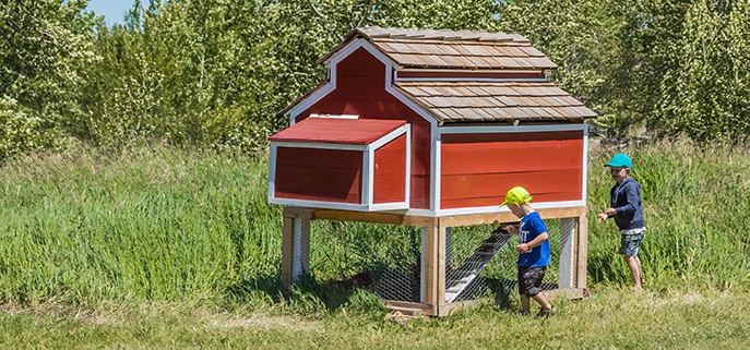 Young boys look at chicken coop