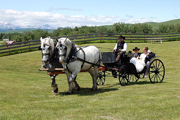 The wedding couple in a carriage pulled by Percheron horses