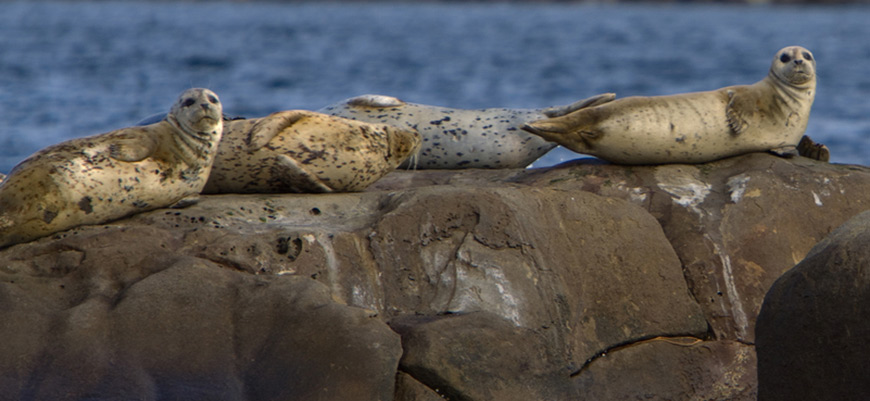 Seals warm themselves in the sun. 