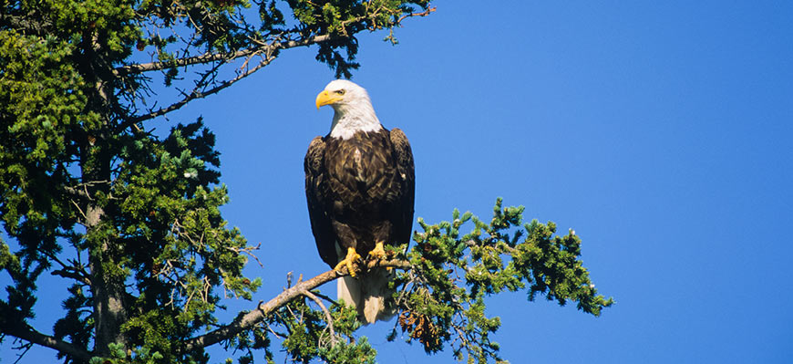 An eagle sits on a tree branch against a blue sky. 