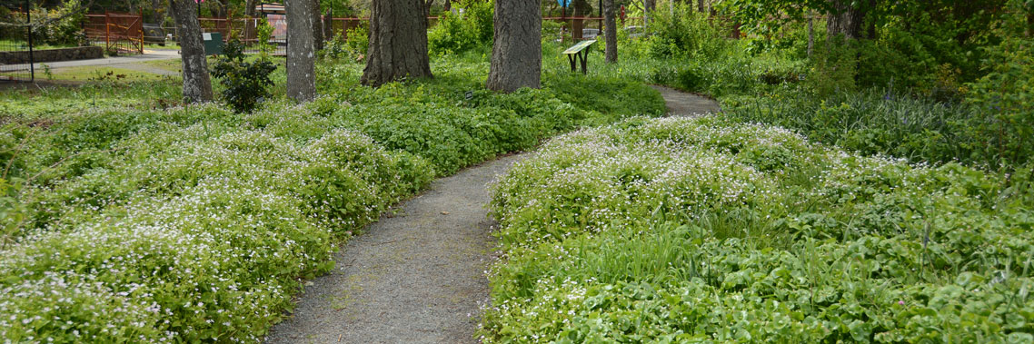 A pathway runs through the Garry Oak Learning Meadow through a carpet of lush green miner’s lettuce. 