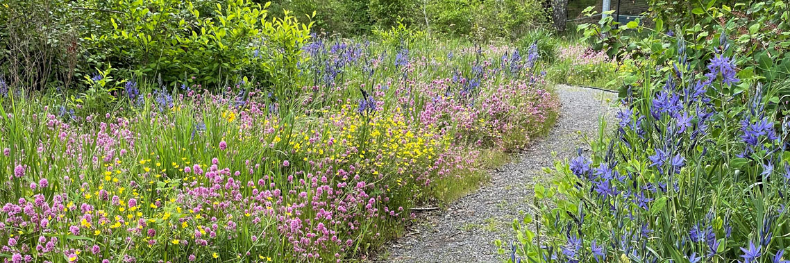 Blooming wildflowers – camas, buttercup and sea blush -  alongside a trail.