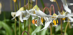 An Orangetip butterfly among white fawn lilies.