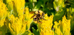 A working bubble bee forage on vibrant Golden paintbrush.