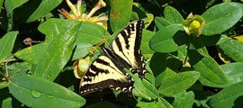 A pale swallowtail pollinating.