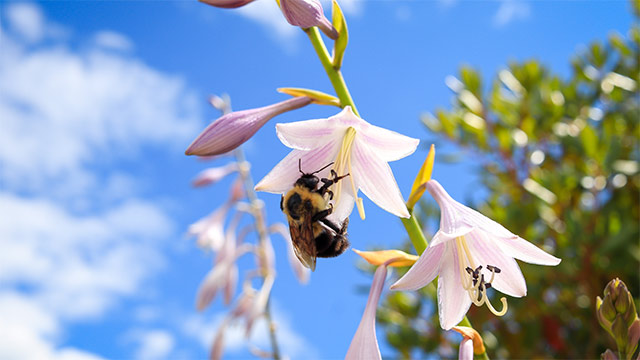 Une abeille sur une fleur pendant une journée ensoleillée