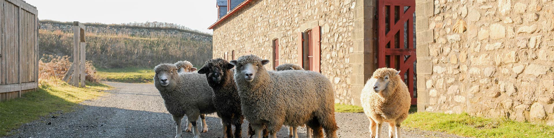 Un groupe de moutons se tient sur une route de gravier au milieu de bâtiments historiques.