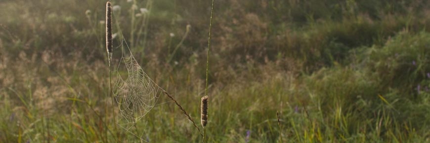 A spiderweb in a field.