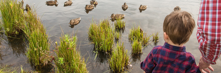 A child looking at ducks in a duck pond.