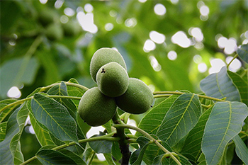 Walnuts on a walnut tree