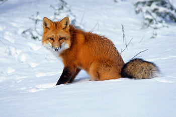 Un renard roux assis dans la neige.