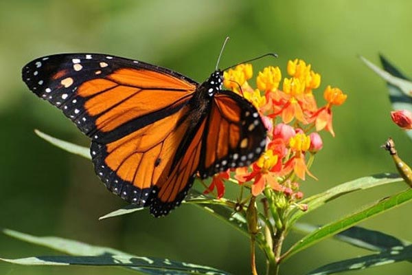 Milkweed plant and a butterfly